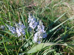 Veronica austriaca