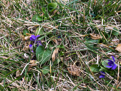 Viola adunca