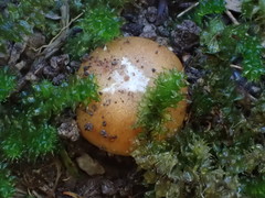 Cortinarius phalarus