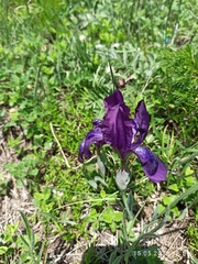 Iris furcata
