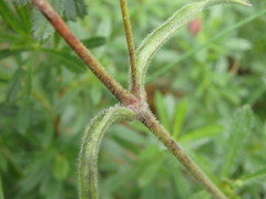 Saponaria officinalis