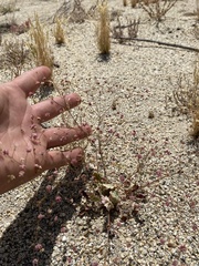 Eriogonum thurberi