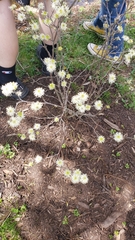 Fothergilla gardenii
