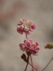 Eriogonum thurberi