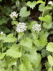 Alliaria petiolata