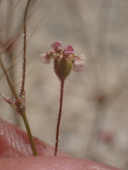 Eriogonum thurberi