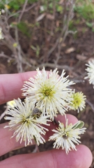 Fothergilla gardenii