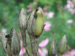 Saponaria officinalis
