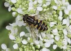 Helophilus fasciatus