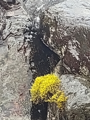 Ahnfeltiopsis concinna