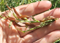 Astragalus eremiticus