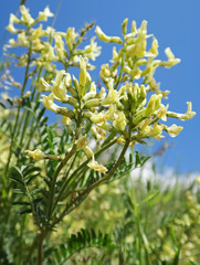 Astragalus eremiticus