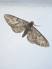 Eupithecia abbreviata