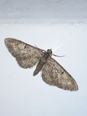 Eupithecia abbreviata