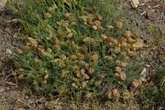 Astragalus pachyrhizus