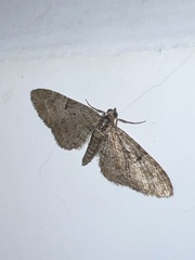 Eupithecia abbreviata