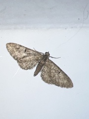 Eupithecia abbreviata