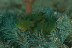 Tambja dracomus