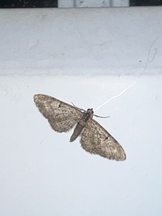 Eupithecia abbreviata