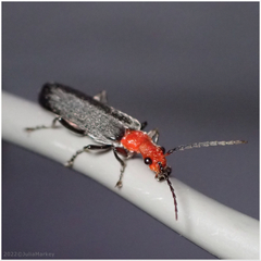 Podabrus pruinosus comes
