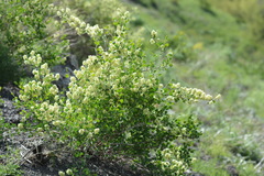 Atraphaxis pyrifolia