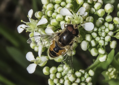 Eristalis arbustorum