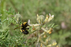 Bombus melanurus