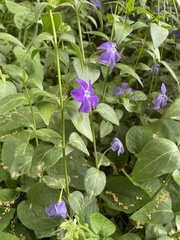 Vinca major