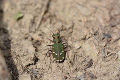 Cicindela turkestanica