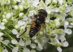 Eristalis arbustorum