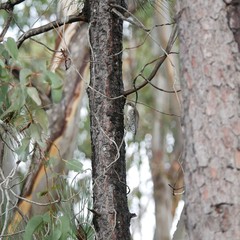 Cormobates leucophaea grisescens