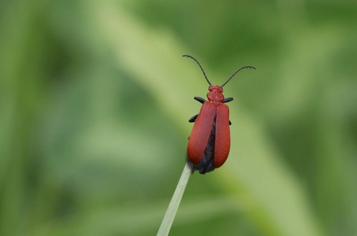 Common Cardinal Beetle photo 3