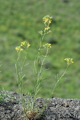 Erysimum canescens