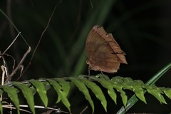 Thaumantis noureddin