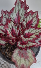 Begonia