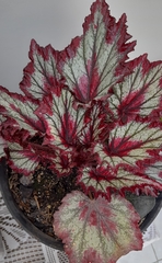 Begonia