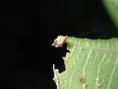 Eriovixia pseudocentrodes