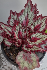 Begonia
