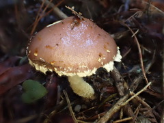 Stropharia formosa