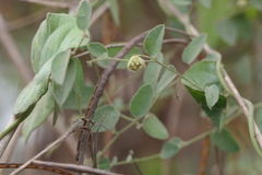 Cocculus hirsutus