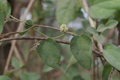 Cocculus hirsutus