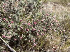 Eriogonum thymoides