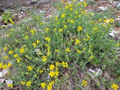 Genista hispanica