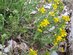 Genista hispanica