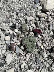 Cymopterus cinerarius