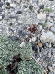 Cymopterus cinerarius