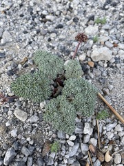 Cymopterus cinerarius