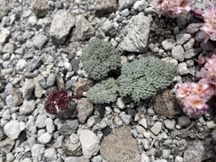 Cymopterus cinerarius