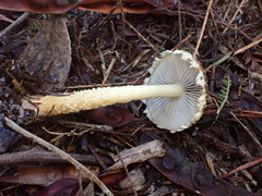 Stropharia formosa