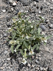 Amsinckiopsis kingii